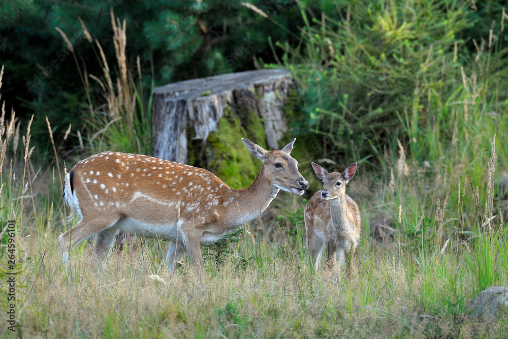 Fallow deers, Germany, Europe Fallow deers, Germany, Europe