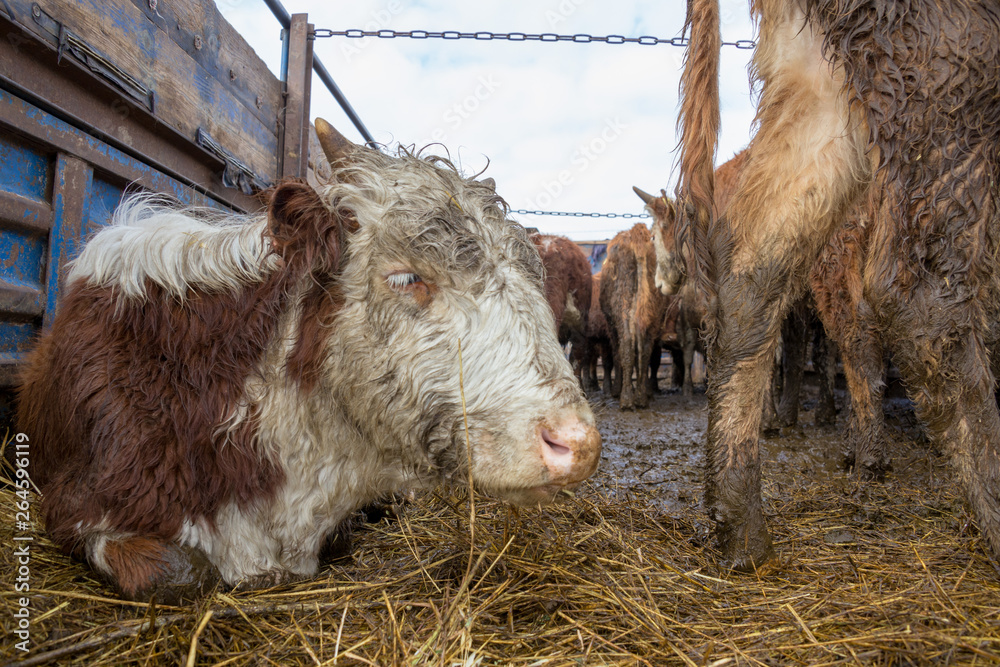 Fototapeta premium cattle in the village market