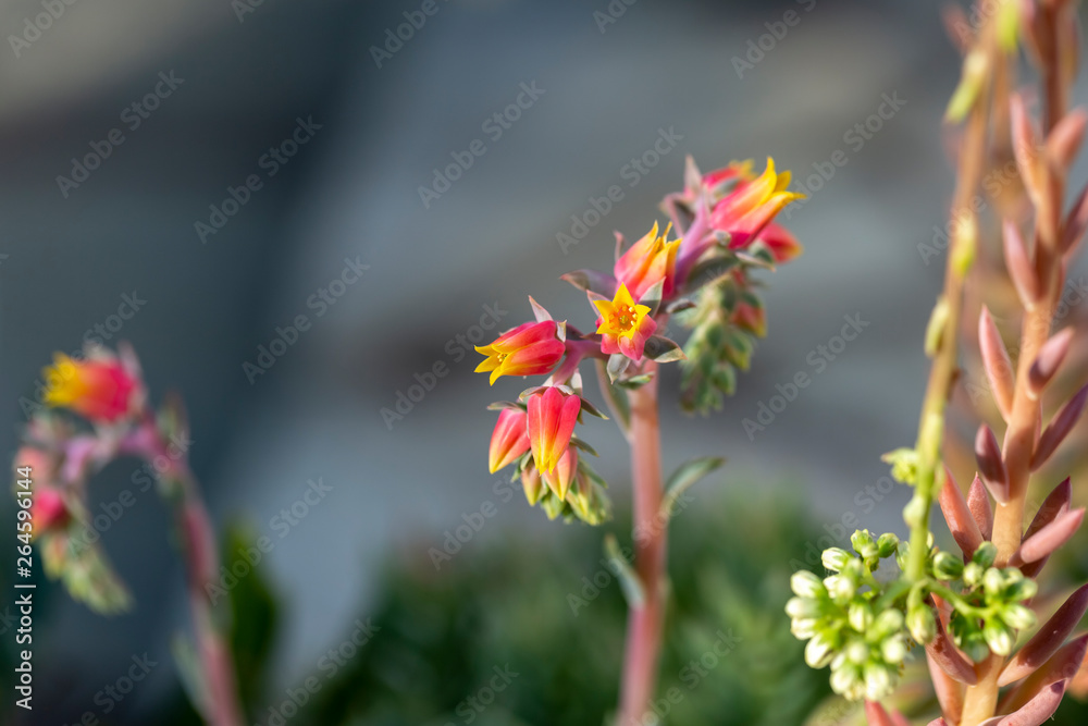 Small flowers at a garden in Skopelos Island, Greece.