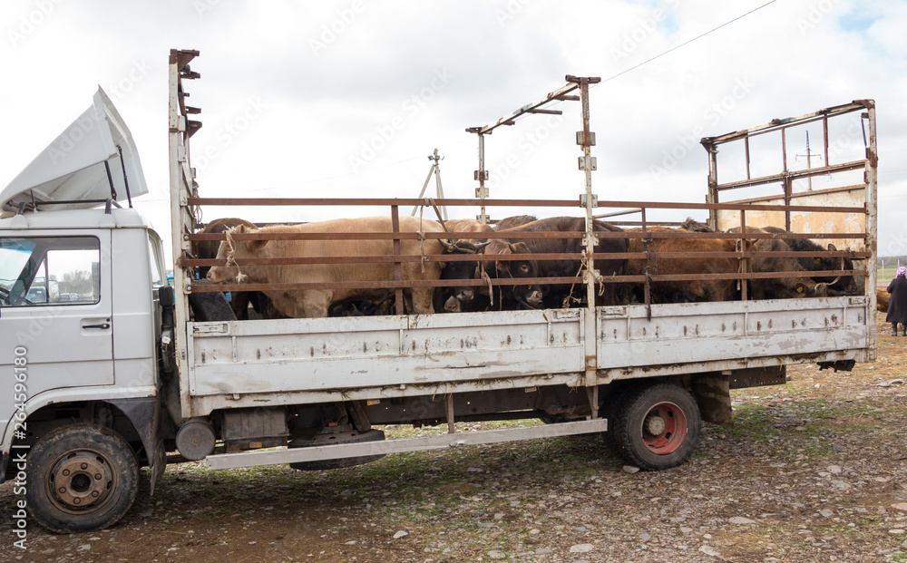 cattle in the village market brought in transport