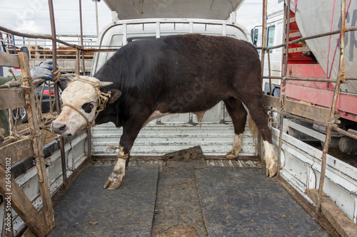 cattle in the village market brought in transport