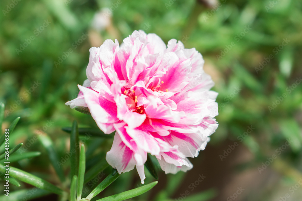 Close up of a blooming pretty pink carnation flower in the garden. Close up of a blooming pretty pink carnation flower in the garden.