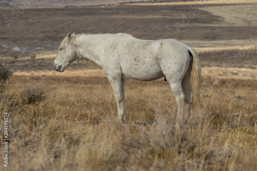 Majestic wild Horse Stallion in Winter
