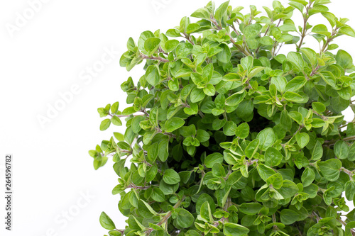 Fresh green spices isolated on white background, top view.