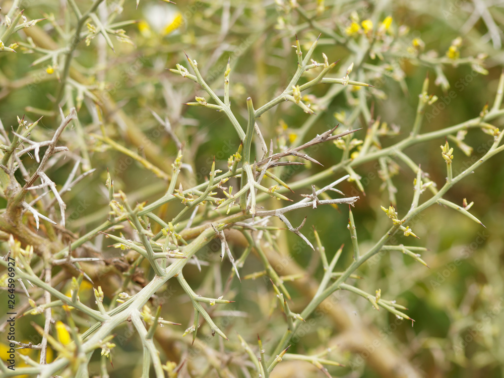 Tiges épineuses de l'ajonc de Provence ou ajonc à petites fleurs (Ulex parviflorus) Tiges épineuses de l'ajonc de Provence ou ajonc à petites fleurs (Ulex parviflorus)