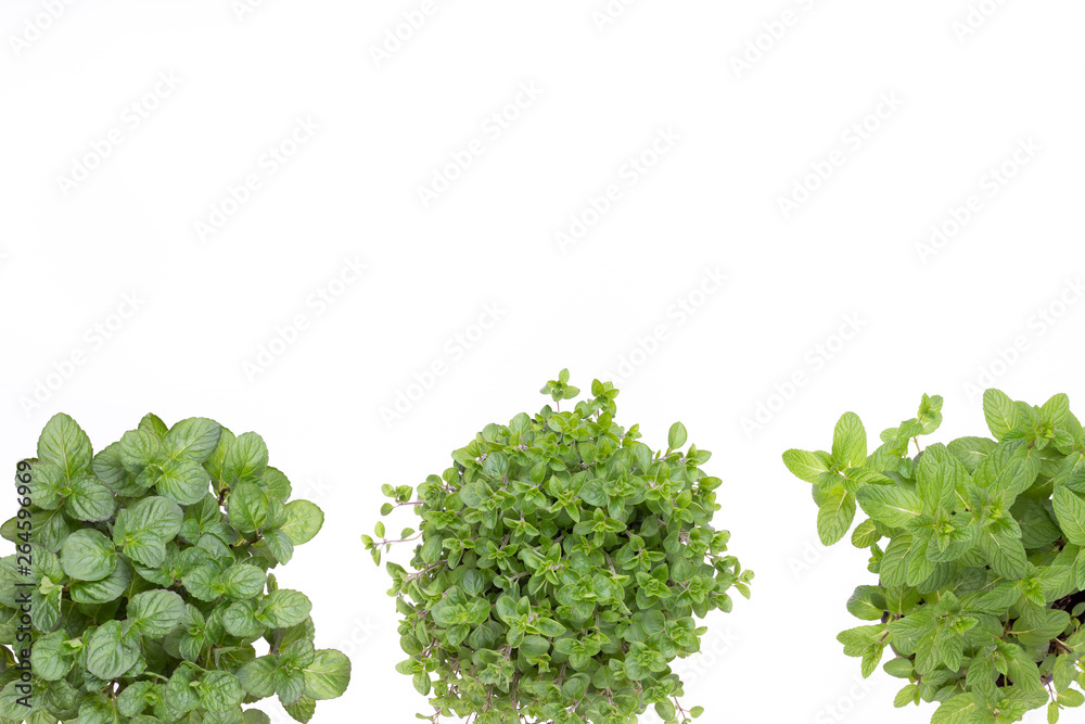 Fresh green spices isolated on white background, top view. Fresh green spices isolated on white background, top view.
