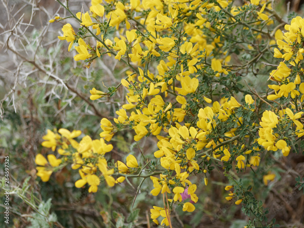 Arbrisseau Aux Fleurs Jaunes à La Fin De L Hiver Ulex parviflorus - Ajonc de Provence ou ajonc à petites fleurs