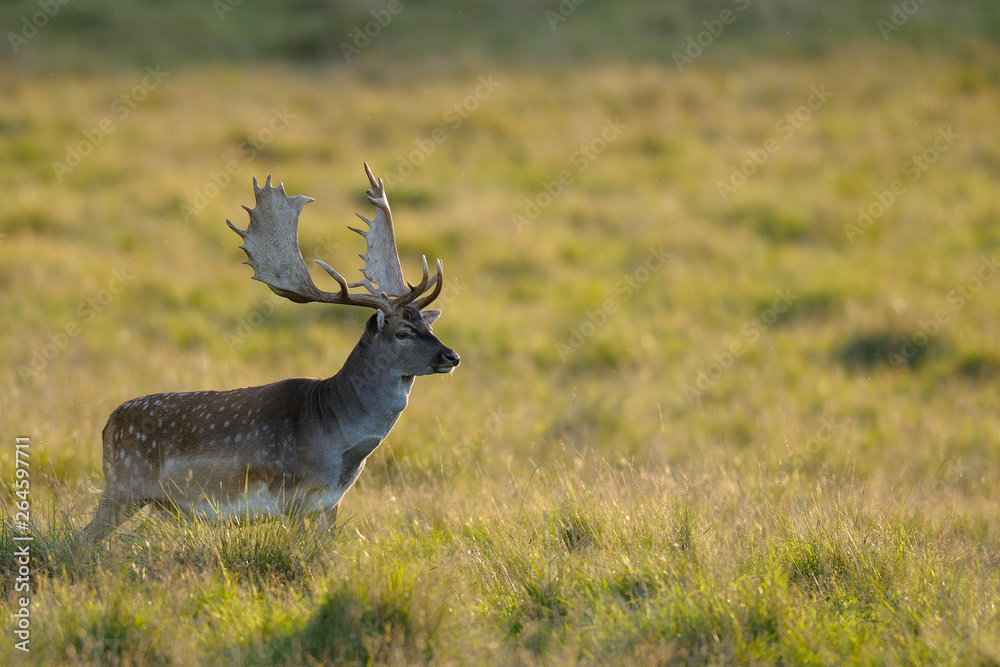 Fallow deer in autumn (Cervus dama), Germany, Europe
