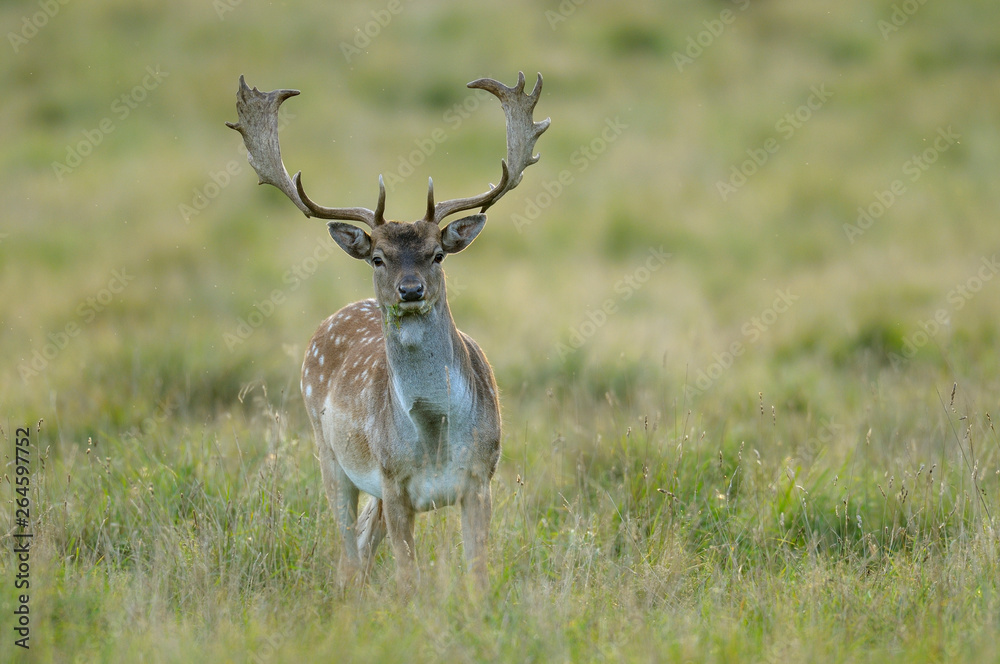 Fallow deer in autumn (Cervus dama), Germany, Europe
