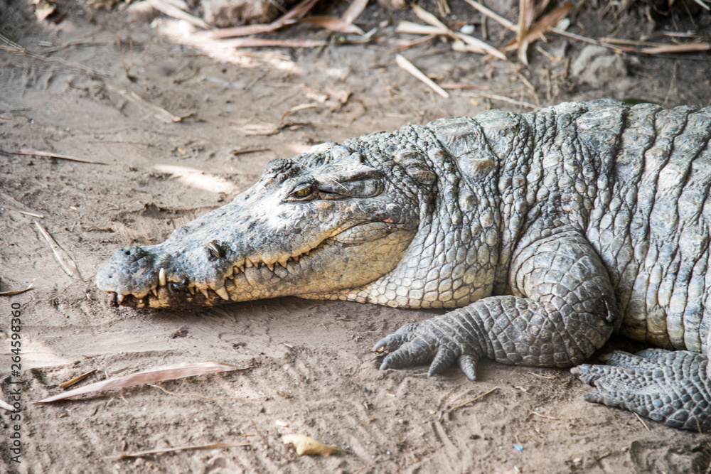 Obraz premium alligator in the everglades