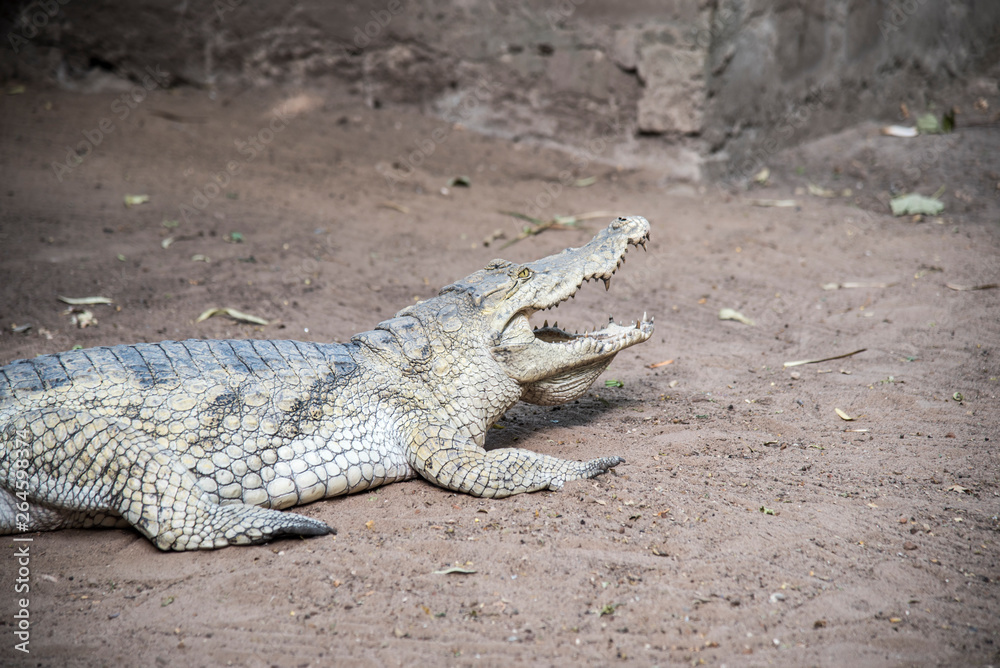 Fototapeta premium alligator in the everglades