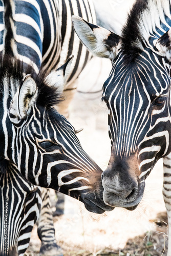 Fototapeta Naklejka Na Ścianę i Meble -  black and white wild zebra in africa