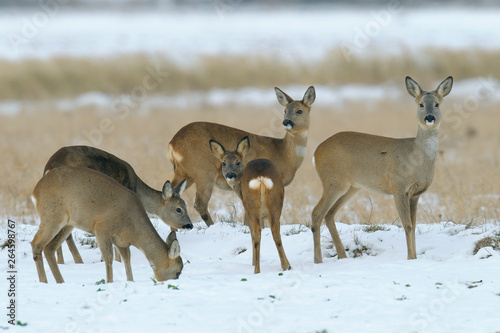 Western roe deers in wintertime, Germany, Europe