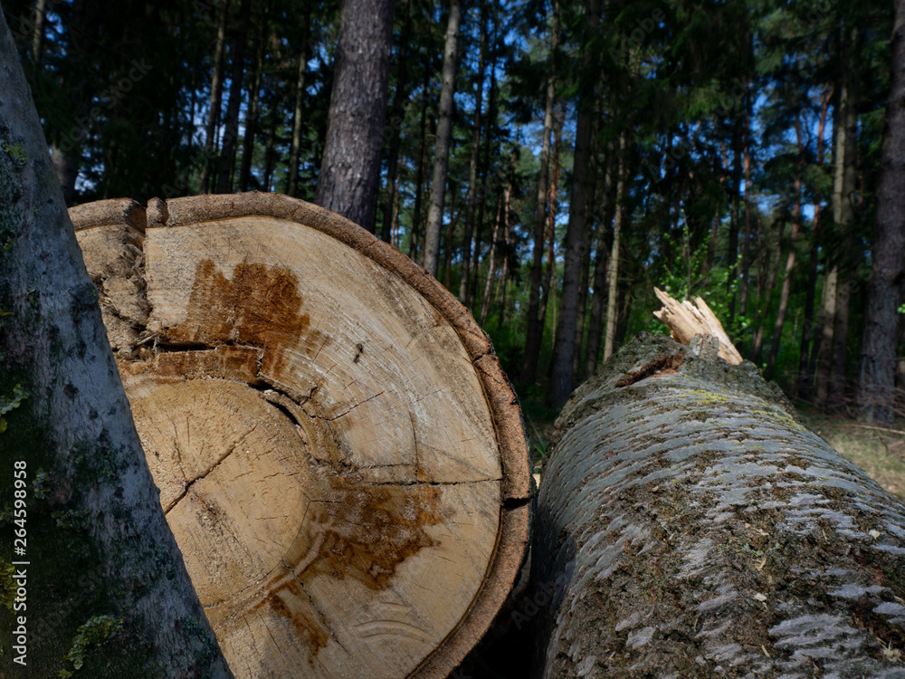 Querschnitt vom Baumstamm mit Wald im Hintergrund Querschnitt vom Baumstamm mit Wald im Hintergrund