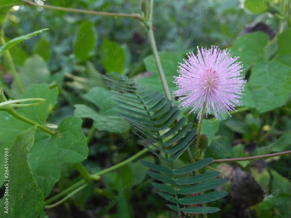 A beautiful of Mimosa Piduca Flower with background of green foliage A beautiful of Mimosa Piduca Flower with background of green foliage