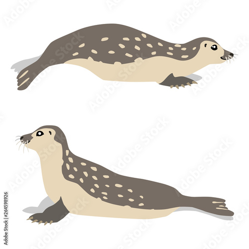 Illustration of moving and sitting common seals isolated on white background. Vector 8 EPS