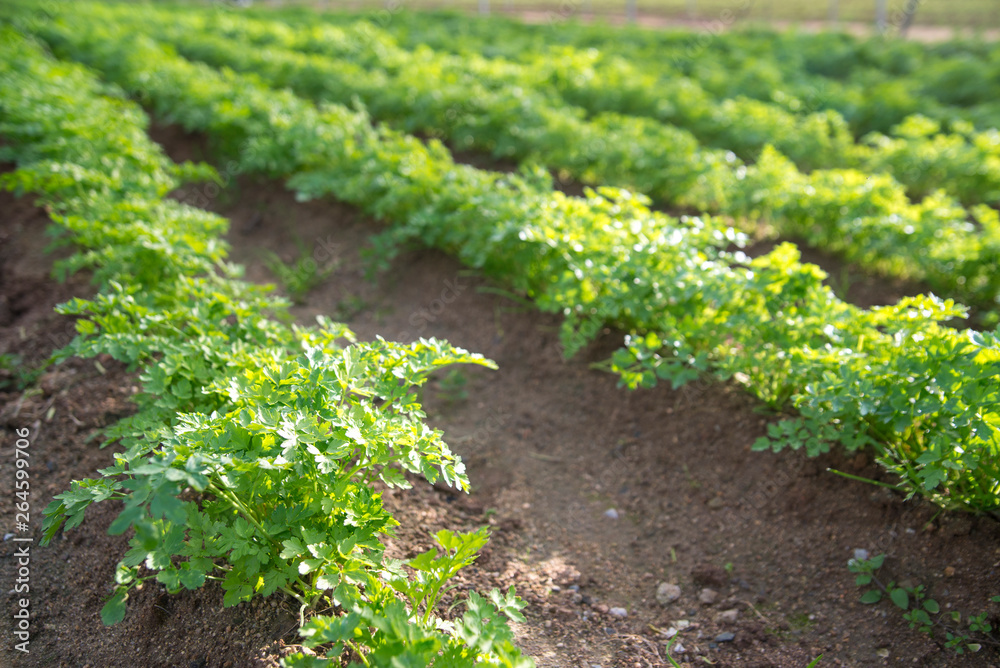 parsley plantation parsley plantation