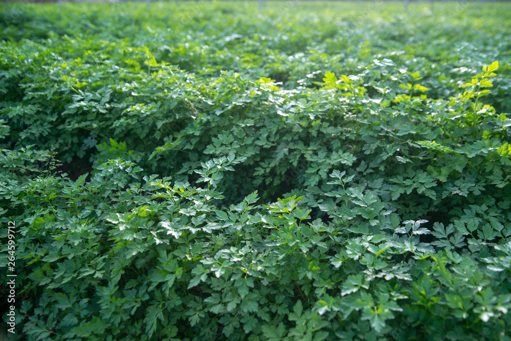 parsley plantation parsley plantation