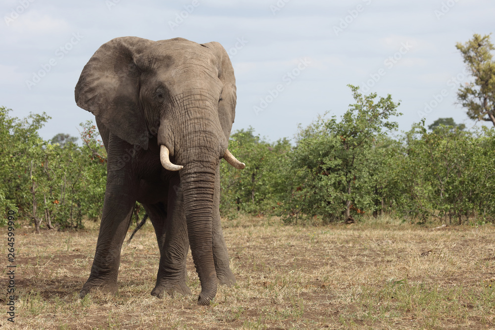 Afrikanischer Elefant / African elephant / Loxodonta africana