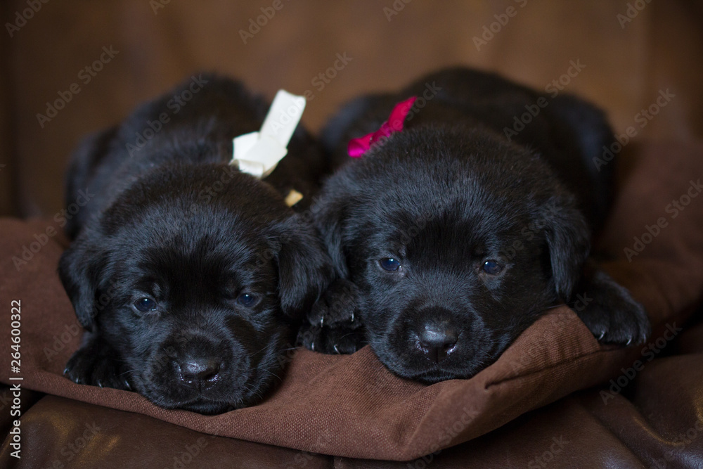 two puppies, a black Labrador with a pink and withe ribbons lying on a brown pillow two puppies, a black Labrador with a pink and withe ribbons lying on a brown pillow