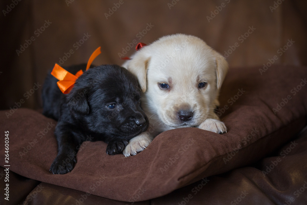 two puppies Labrador with a orange ribbon lying on a brown pillow two puppies Labrador with a orange ribbon lying on a brown pillow