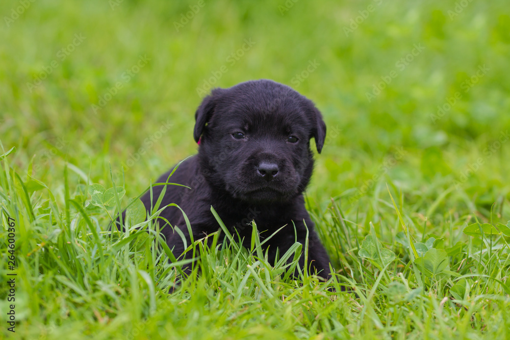 black Labrador puppy in summer meadow