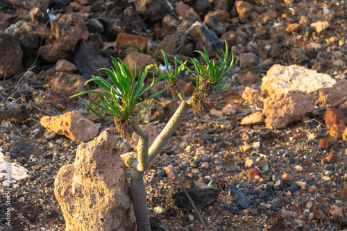 Small sweet tabaiba plant sprout (Euphorbia balsamífera) growing between rocks, Tenerife, Canary islands, Spain - Image photo