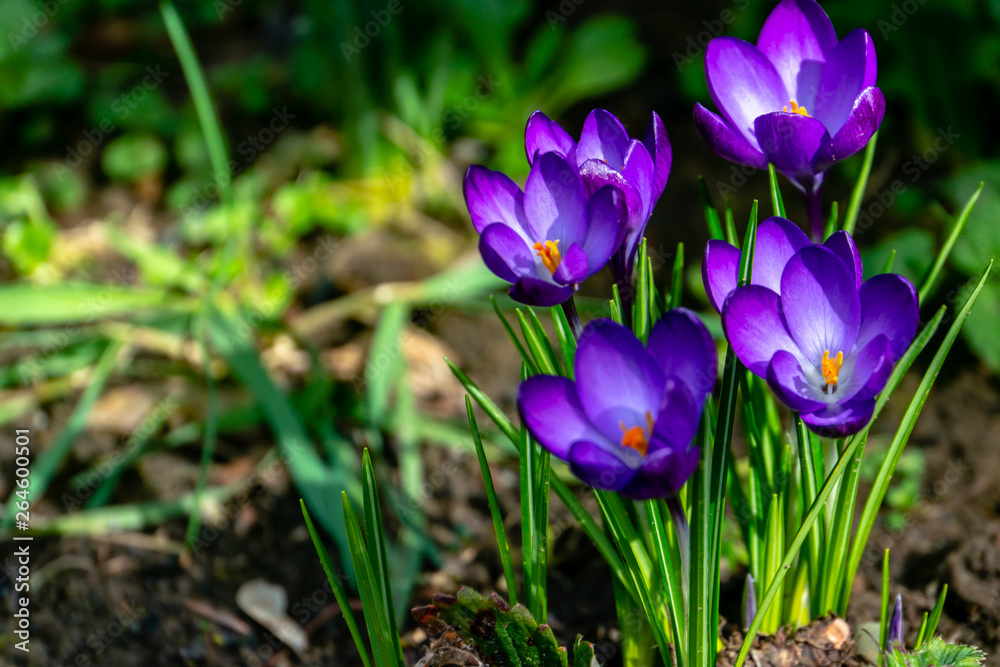Deep blue or violet crocuses Ruby Giant on natural garden background. Soft selective focus. Spring theme for design. Deep blue or violet crocuses Ruby Giant on natural garden background. Soft selective focus. Spring theme for design.