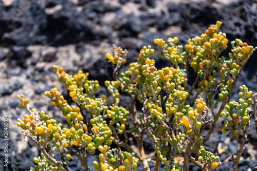 Tetraena fontanesii (Zygophyllum fontanesii) with the volcanic rocks background, flora of Tenerife island, Tenerife, Canary islands, Spain - Image