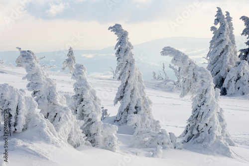 Snowy spruce trees, National Park Bavarian Forest, Bavaria, Germany © Ana Gram