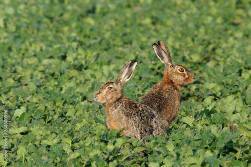 European brown hares (Lepus europaeus) in canola field, Germany, Europe © Ana Gram