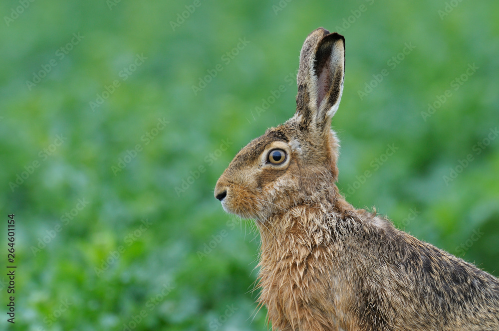 European brown hare (Lepus europaeus) in summer, Germany, Europe