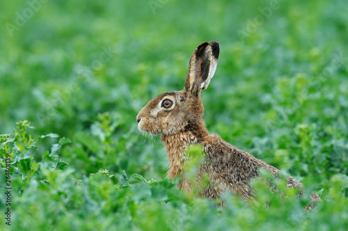 European brown hare, Lepus europaeus, Germany, Europe
