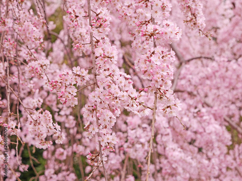 枝垂桜