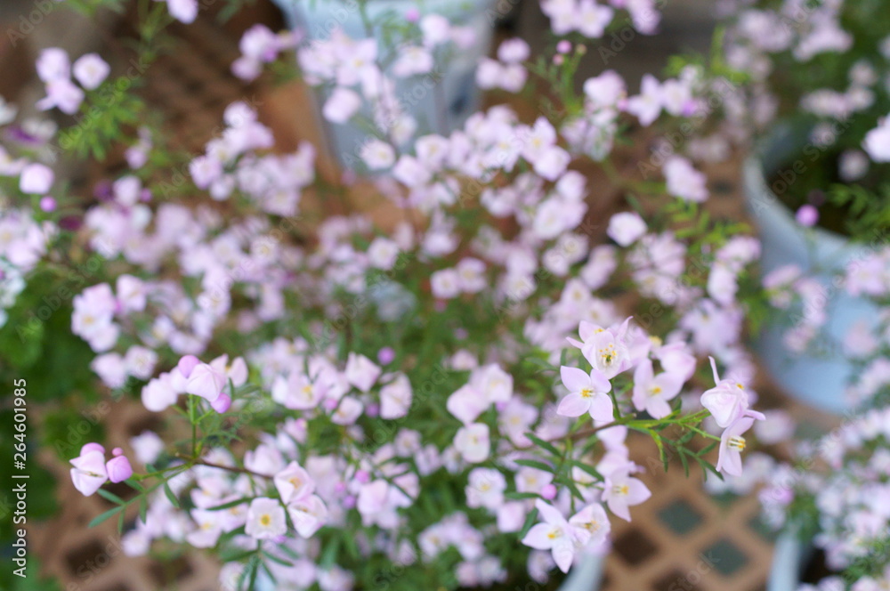 Boronia little light purple flower Boronia little light purple flower