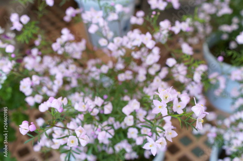 Boronia little light purple flower © travelers.high