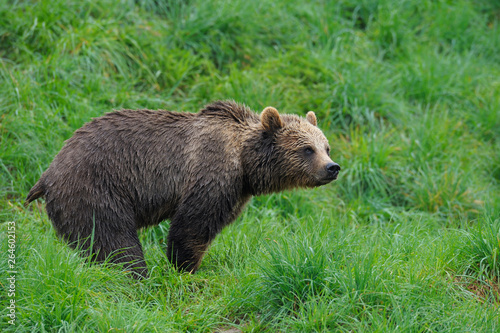 European Brown Bear, Bavaria, Germany, Europe