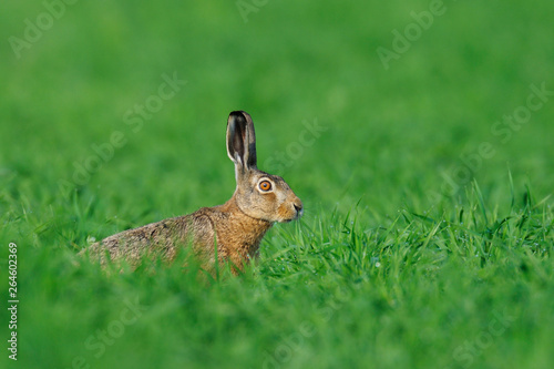 European brown hare in summer, Lepus europaeus, Germany, Europe