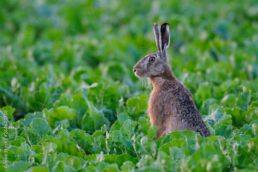Fototapeta premium European brown hare (Lepus europaeus) in sugar beet field, Summer, Germany, Europe