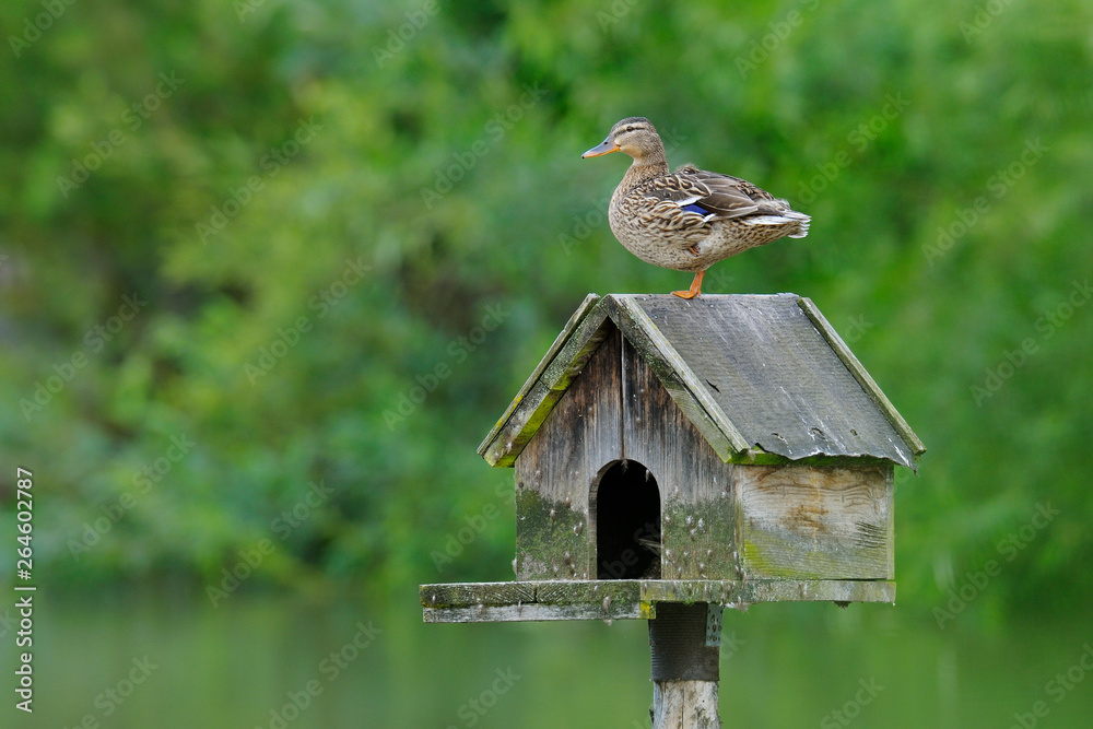 Naklejka premium Mallard, Female, Germany, Europe