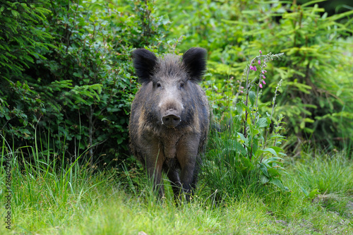 Wild boar (Sus scrofa) in summer, Germany, Europe