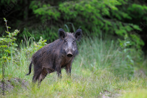 Wild boar (Sus scrofa) in summer, Germany, Europe © Ana Gram