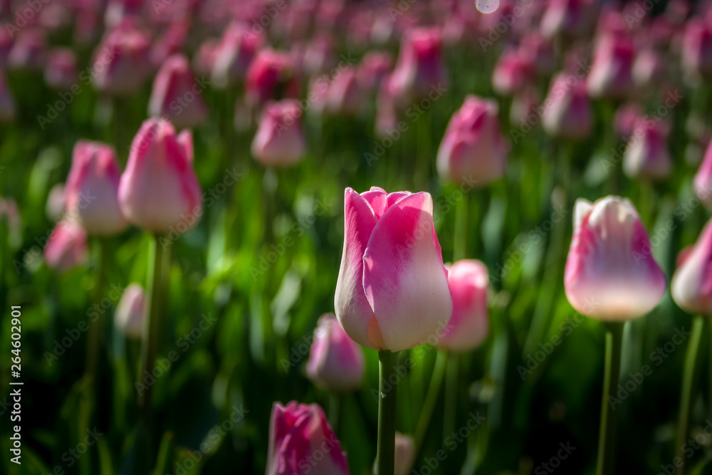 Beautiful tulip in the park