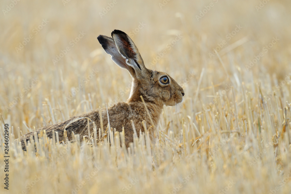 European brown hare on Stubblefield, Germany, Europe European brown hare on Stubblefield, Germany, Europe