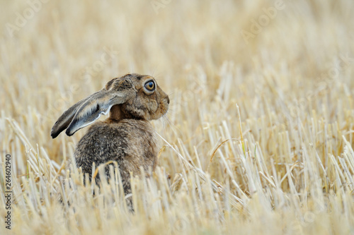 European brown hare on Stubblefield, Germany, Europe