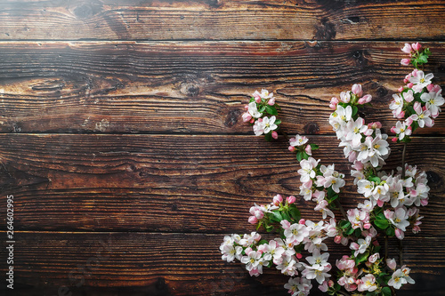 Sakura blooming on a dark rustic wooden background. Spring background with blossoming apricot branches and cherry branches