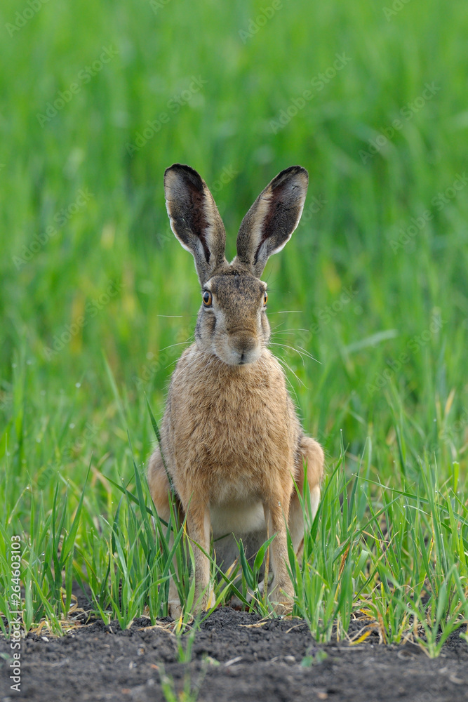 European brown hare in summer, Germany, Europe European brown hare in summer, Germany, Europe