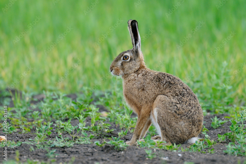 European brown hare in summer, Germany, Europe European brown hare in summer, Germany, Europe