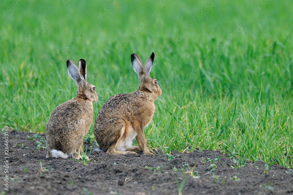 Fototapeta premium European brown hares in springtime, Germany, Europe