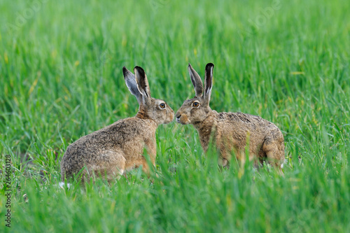 European brown hares in summer, Germany, Europe